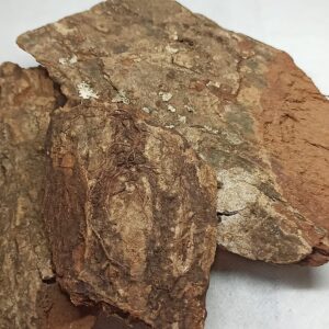 ஆலம் பட்டை - Aalam Pattai