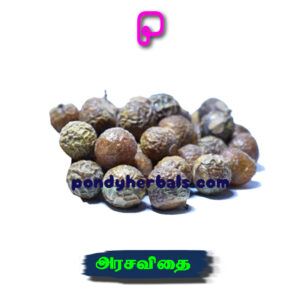 அரச விதை - Arasa vidhai