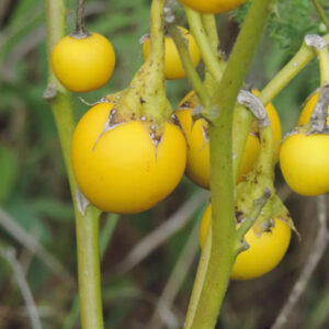 கண்டங்கத்திரி லேகியம் - Kandangathiri Legiyam