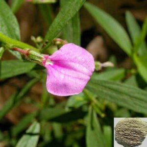 ஓரிதழ் தாமரை பொடி - Orithazh thamarai Powder