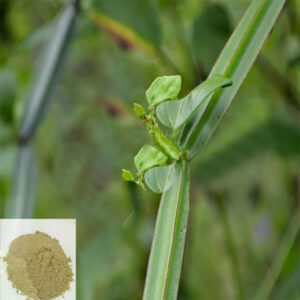 பிரண்டை பொடி - Pirandai Powder