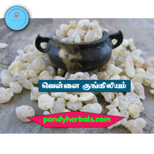 வெள்ளை குங்கிலியம் - White Kungiliyam