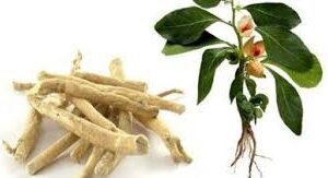 அமுக்கரா (அசுவகந்தி) - Amukkara Raw