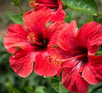 செம்பருத்தி பூ - Hibiscus Flower