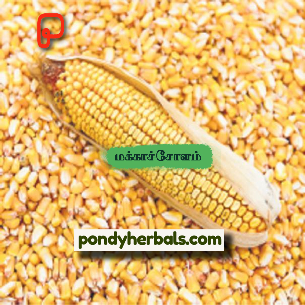 corn 01