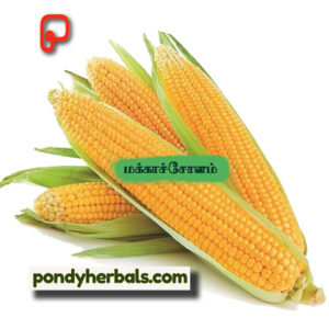 மக்காச் சோளம் - Corn