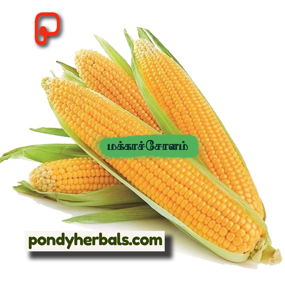 corn 02