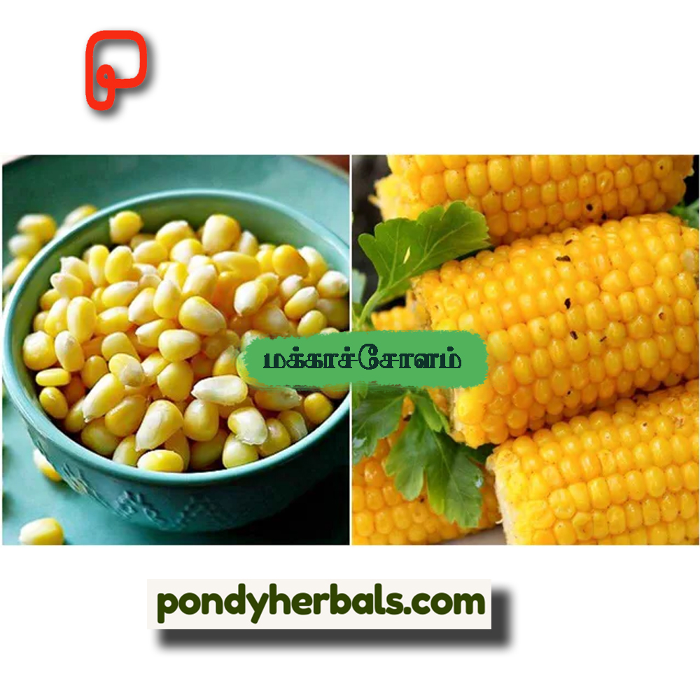 corn 04