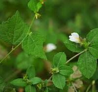 எலும்பு  ஒட்டி இலை - Elumbu Otti leaf