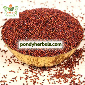 கேழ்வரகு - Finger Millet