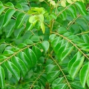 கருவேப்பிலை பொடி - Karuveppilai Powder