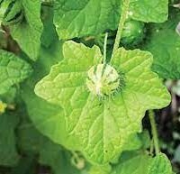 முசுமுசுக்கை இலை பவுடர் - Mumusukkai Ilai Powder
