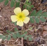 நெருஞ்சில் பவுடர் - Nerunjil Powder