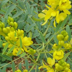 நில ஆவாரை இலை - Nila Aavaarai ilai