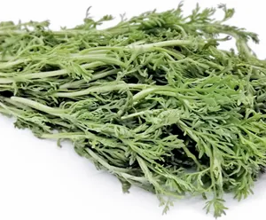 மரிக்கொழுந்து - Marikozhundhu