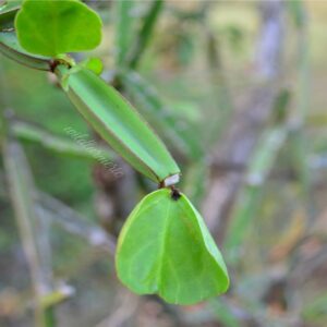 பிரண்டை மாத்திரை - Pirandai Tablet