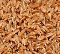 சம்பா கோதுமை - Samba Wheat