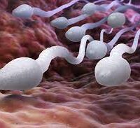 அஸ்வ புருஷ் சூரணம் - Aswa Purush Choornam