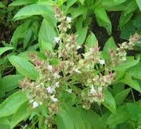 திருநீற்றுப்பச்சிலை பொடி - Thiruneetru Patchalai Powder