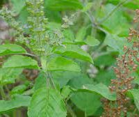 துளசி இலை - Thulasi Ilai