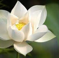 வெண்தாமரை இதழ் - Ven Thamarai petals