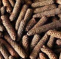 யானை திப்பிலி - Yaanai Thippili