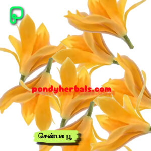 செண்பக பூ - Shenbaga Poo